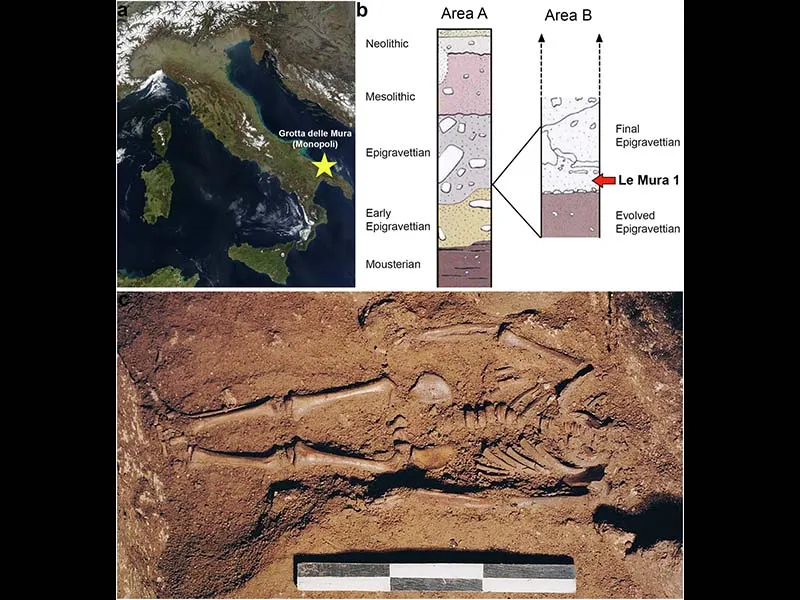 The skeletal remains of an infant found at Grotta Le Mura in Puglia and dated to 17000 BP portray the interesting biological history of Paleolithic populations of southern Italy